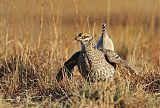 Sharp-tailed Grouse